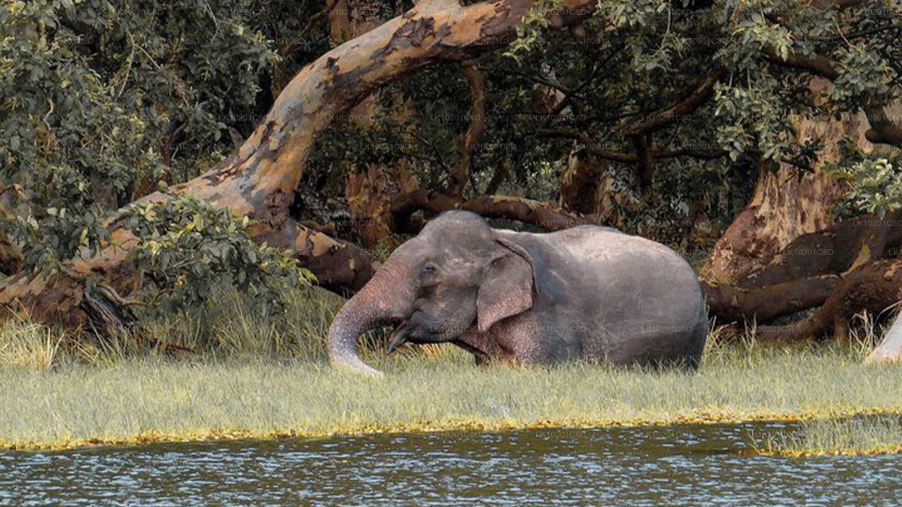 Wilpattu and Anuradhapura from Colombo (2 Days)