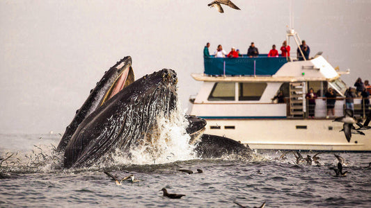 Whale Watching Boat Tour from Trincomalee Seaport