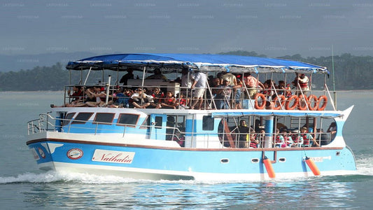 Whale Watching from Hikkaduwa on Shared Boat