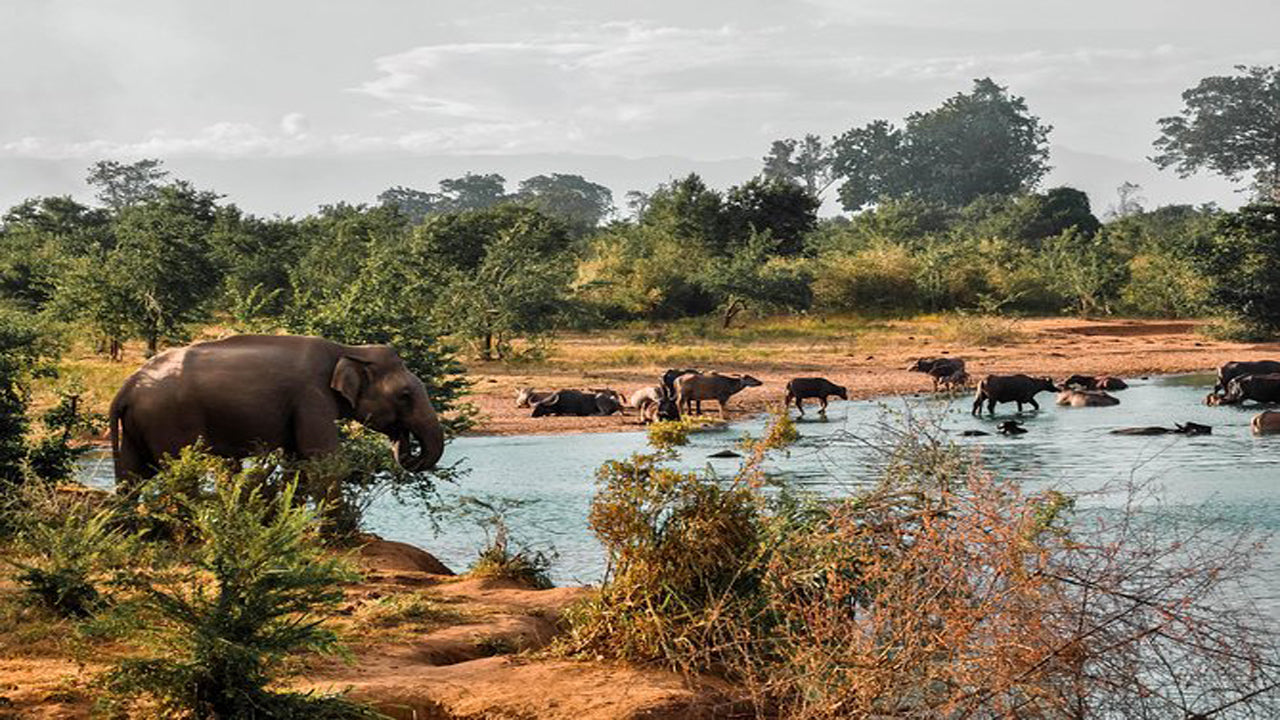 Udawalawe National Park Safari with Elephant Transit Home Visit