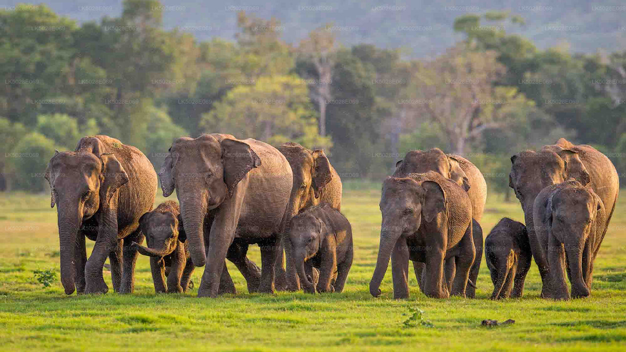 The Great Elephant Gathering Private Safari from Minneriya