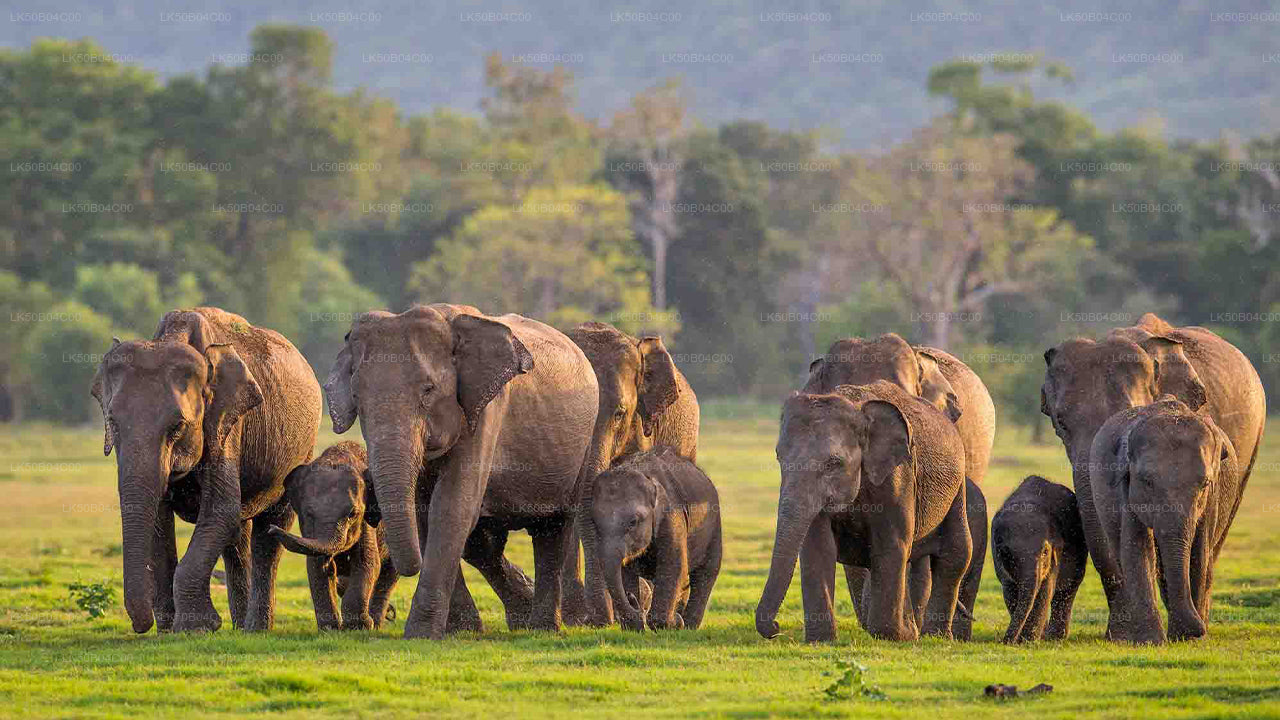 Minneriya National Park Private Safari from Habarana