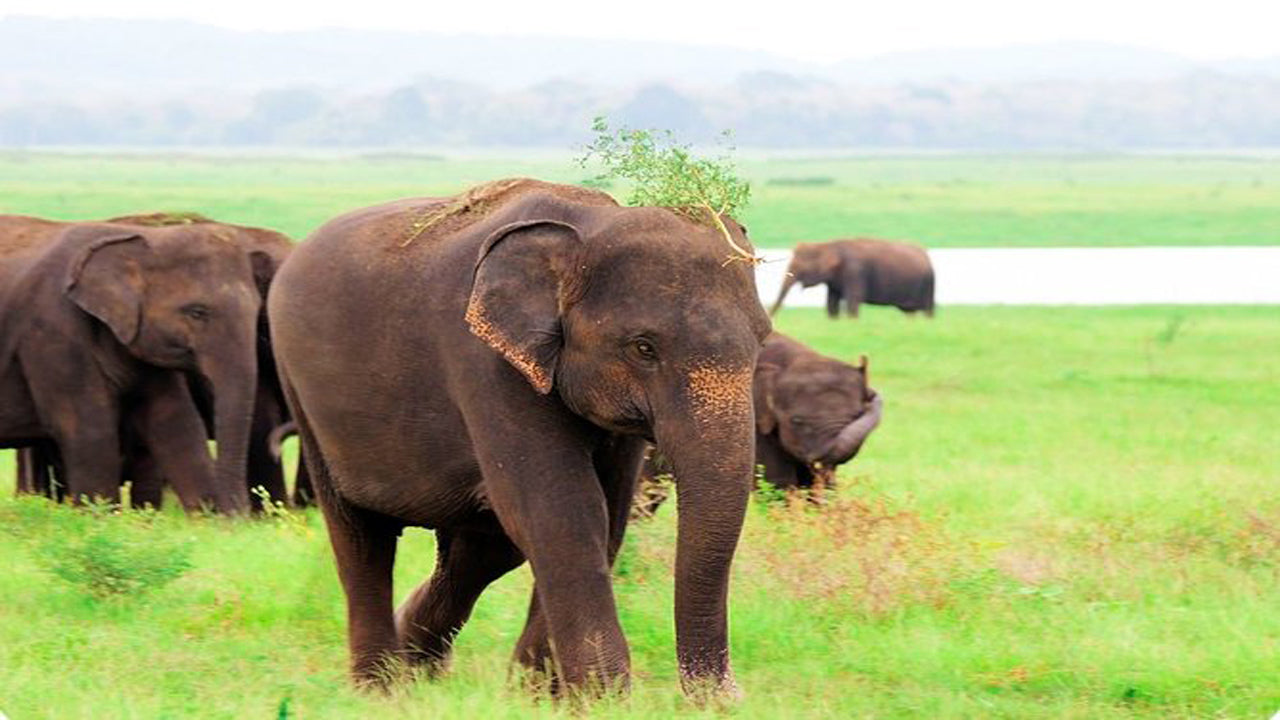 Kaudulla National Park Private Safari from Habarana