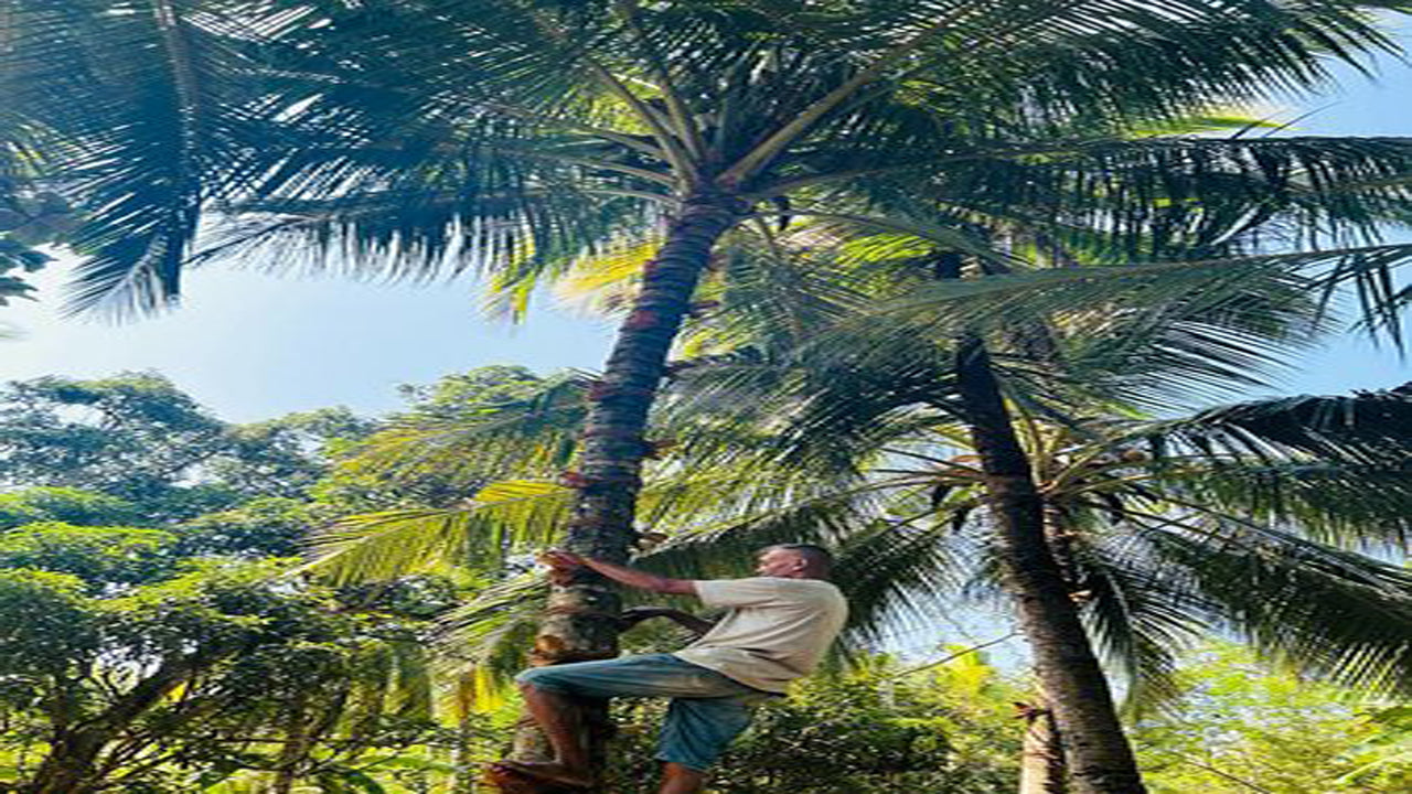 Agriculture, Gem Mine and Village Experience from Udawalawe