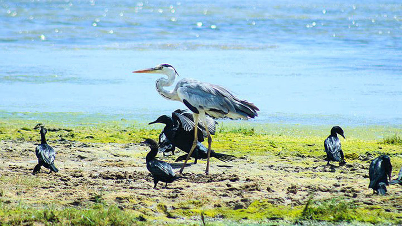 Bird watching and Wildlife Tour (6 Days)