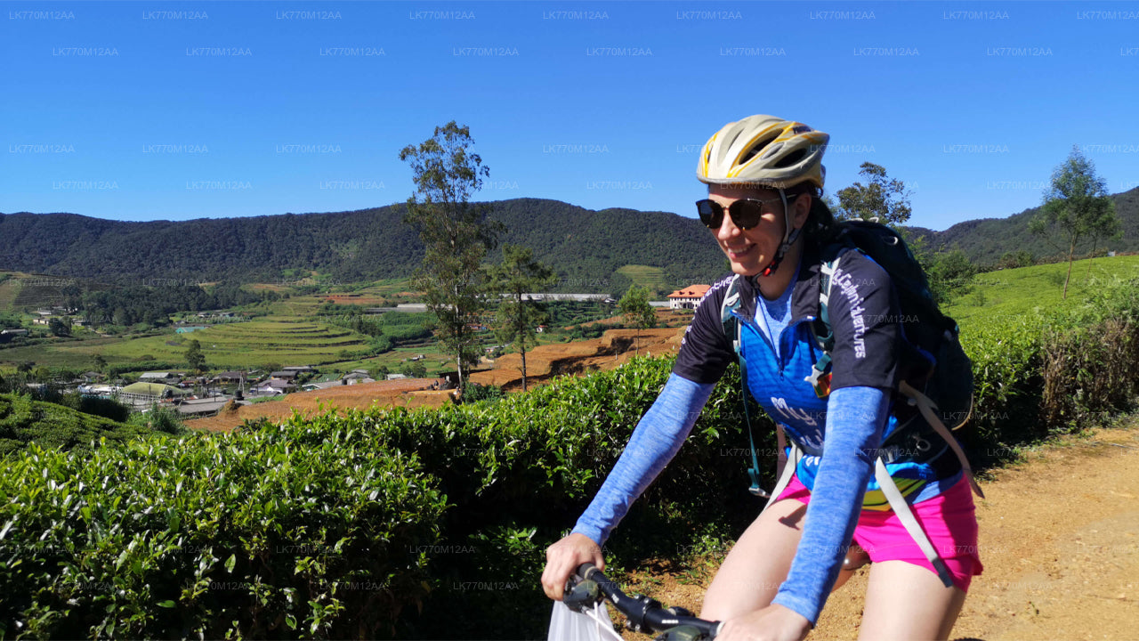 Cycling to Ella Tea Fields