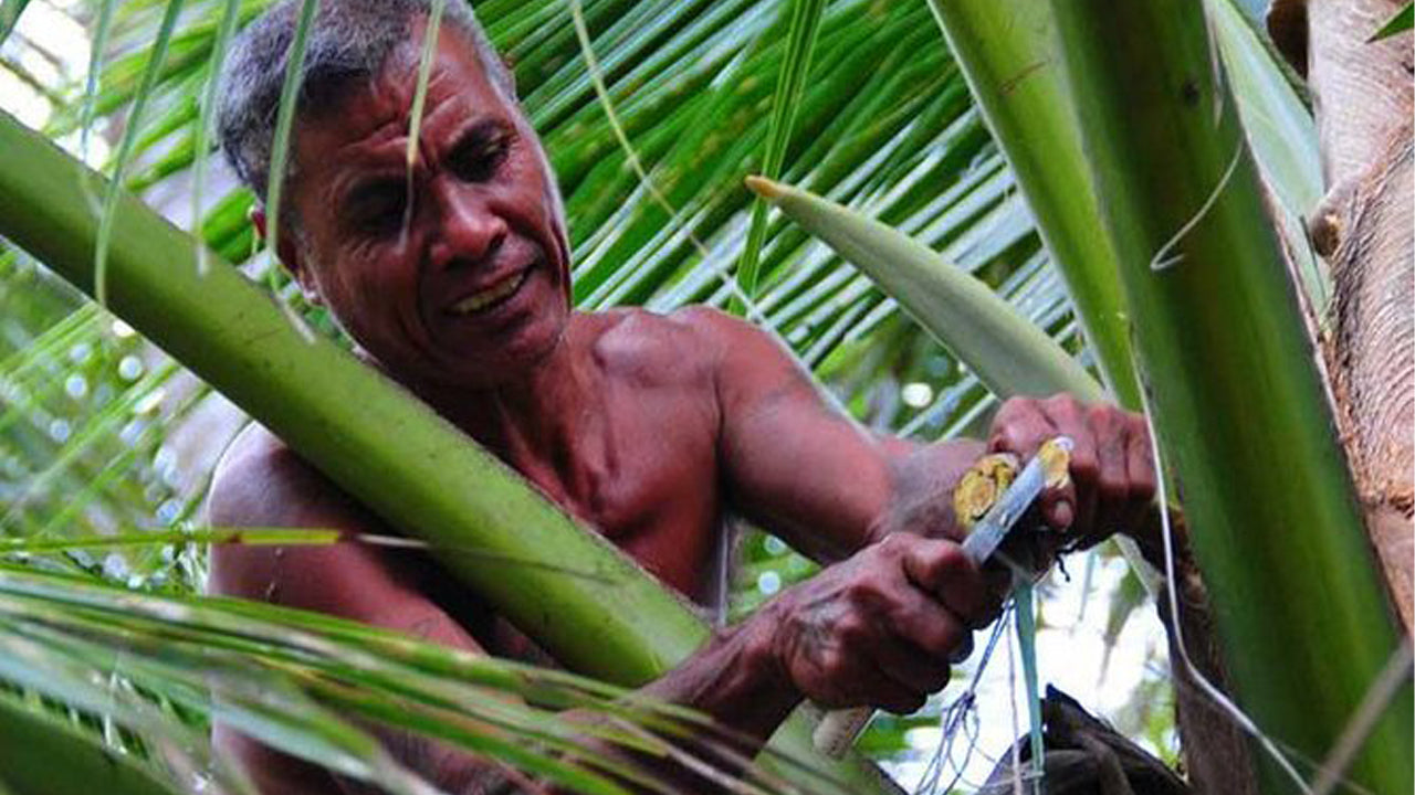 Toddy Exploring Tour from Negombo