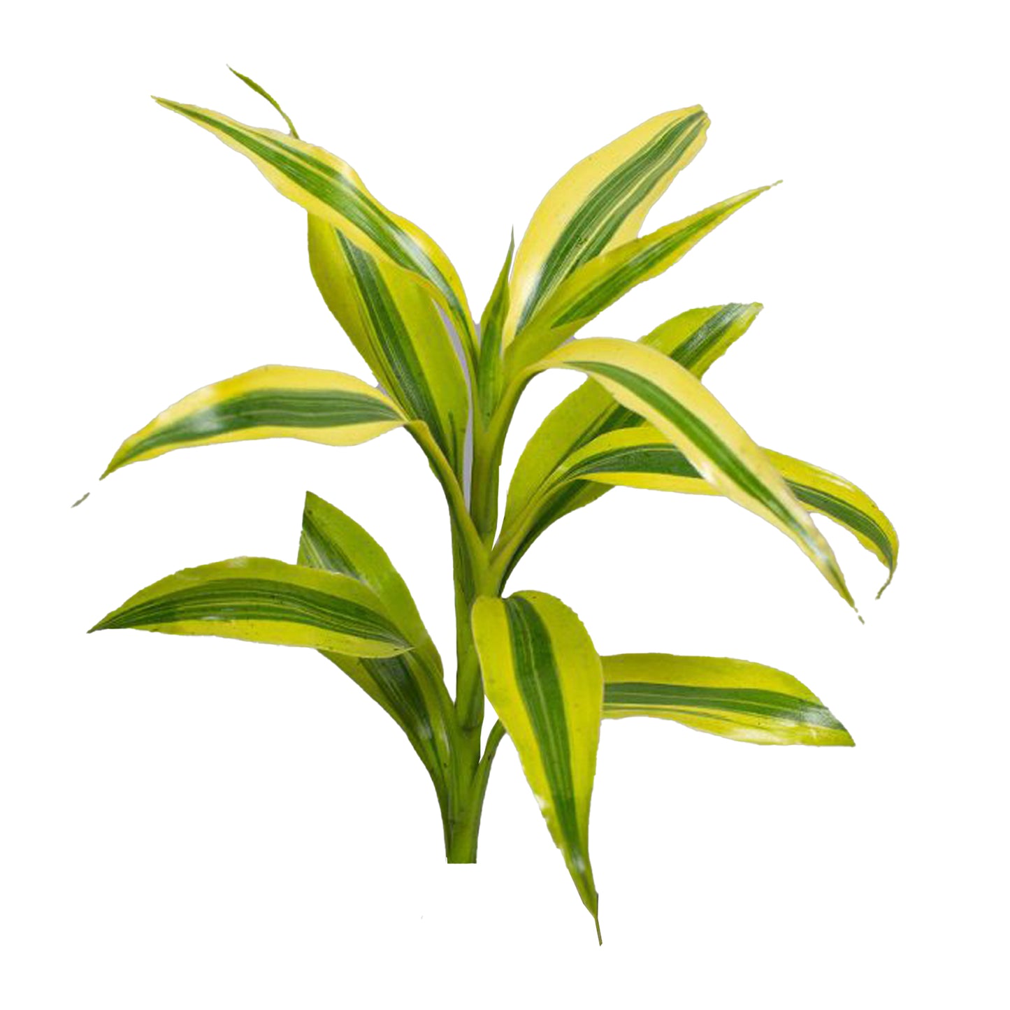 Lakpura Dracaena Sanderiana Gold (50 Leaves) Medium