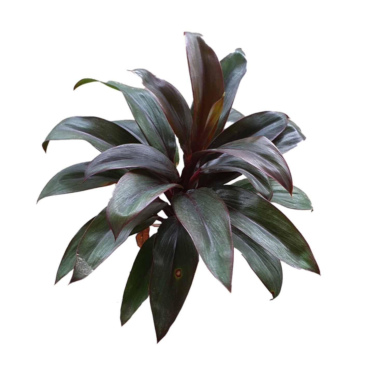 Lakpura Dracaena Purple Compacta (20 Leaves) Medium