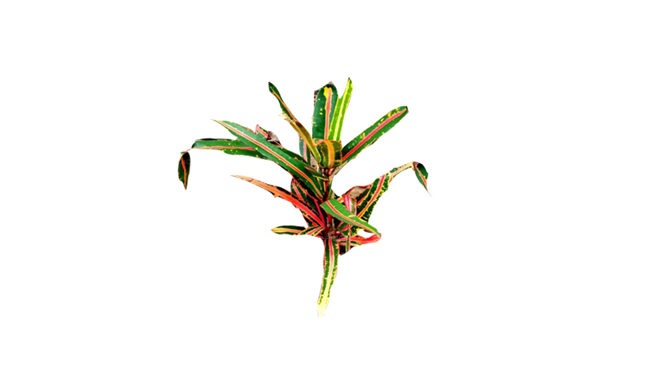 Lakpura Victoria Gold Bell Croton (50 Leaves)