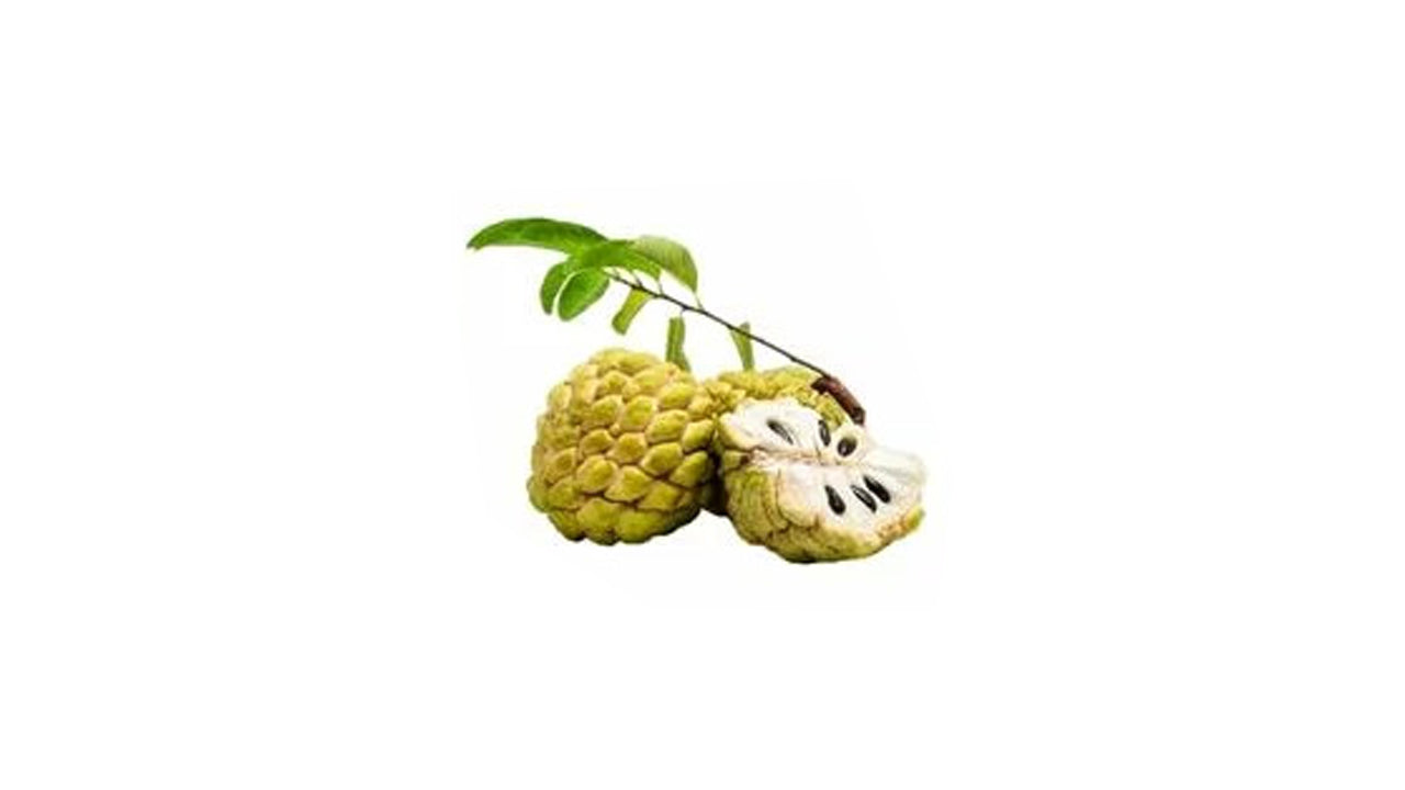 Bangkok Custard Apple (බැංකොක් සීනි අනෝදා) Fruit Plant