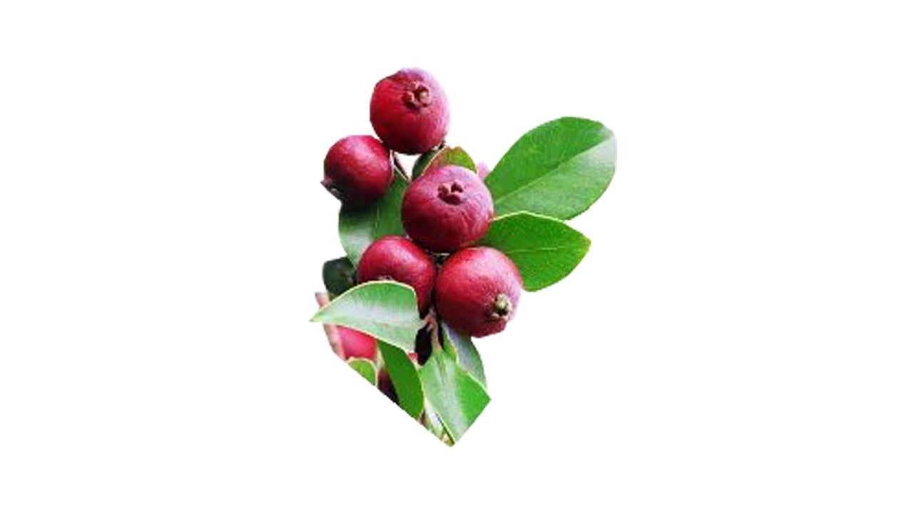 Chinese Guava – Red (චීන පේර – රතු ලේයර්) Fruit Plant