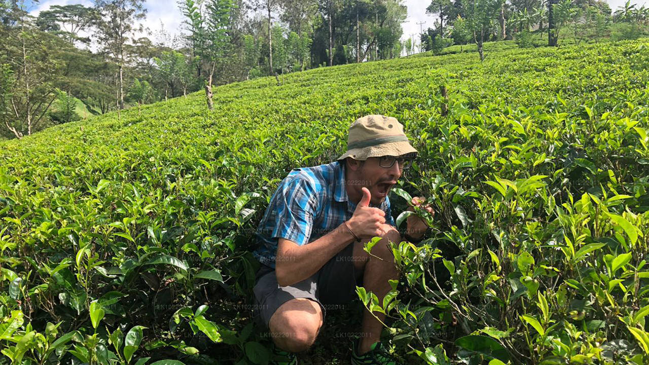 Highland Glory from Kandy (2 Days)