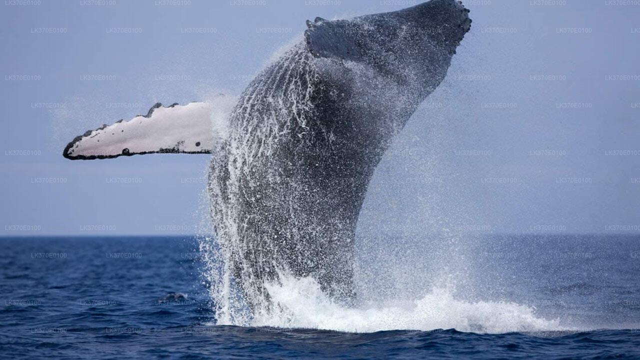 Whale Watching Boat Tour from Beruwala