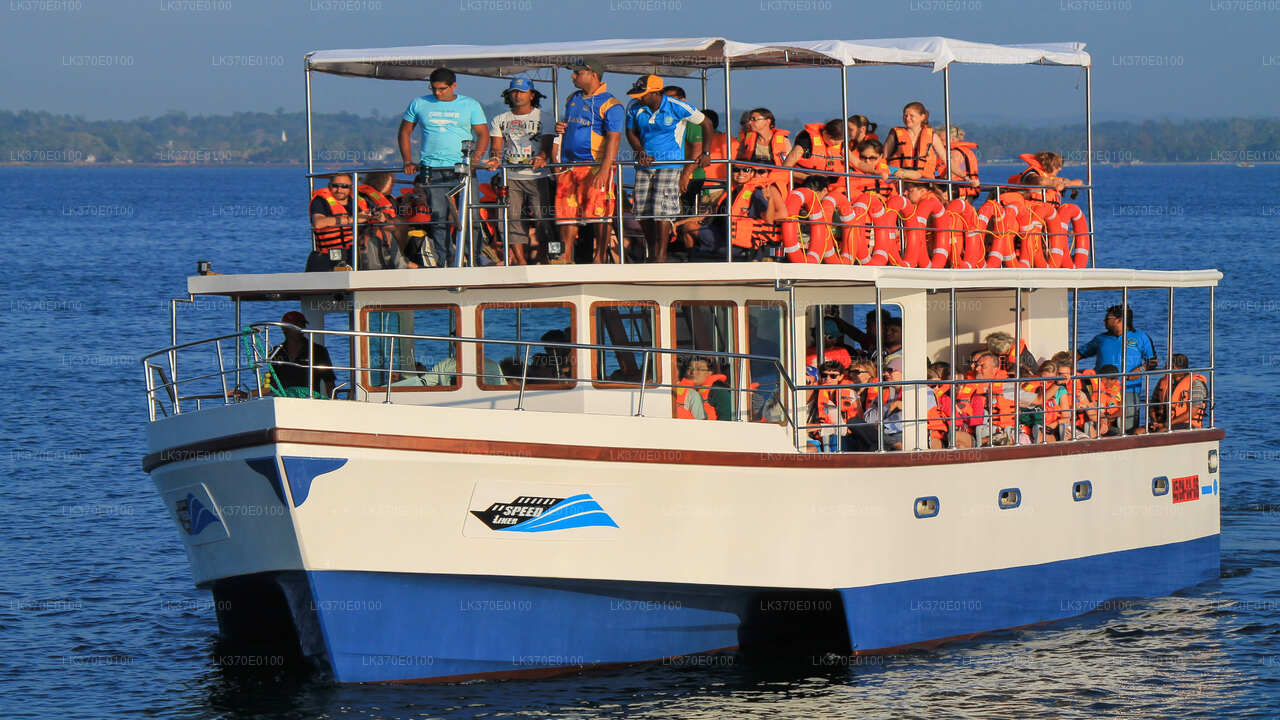 Whale Watching Boat Tour from Beruwala