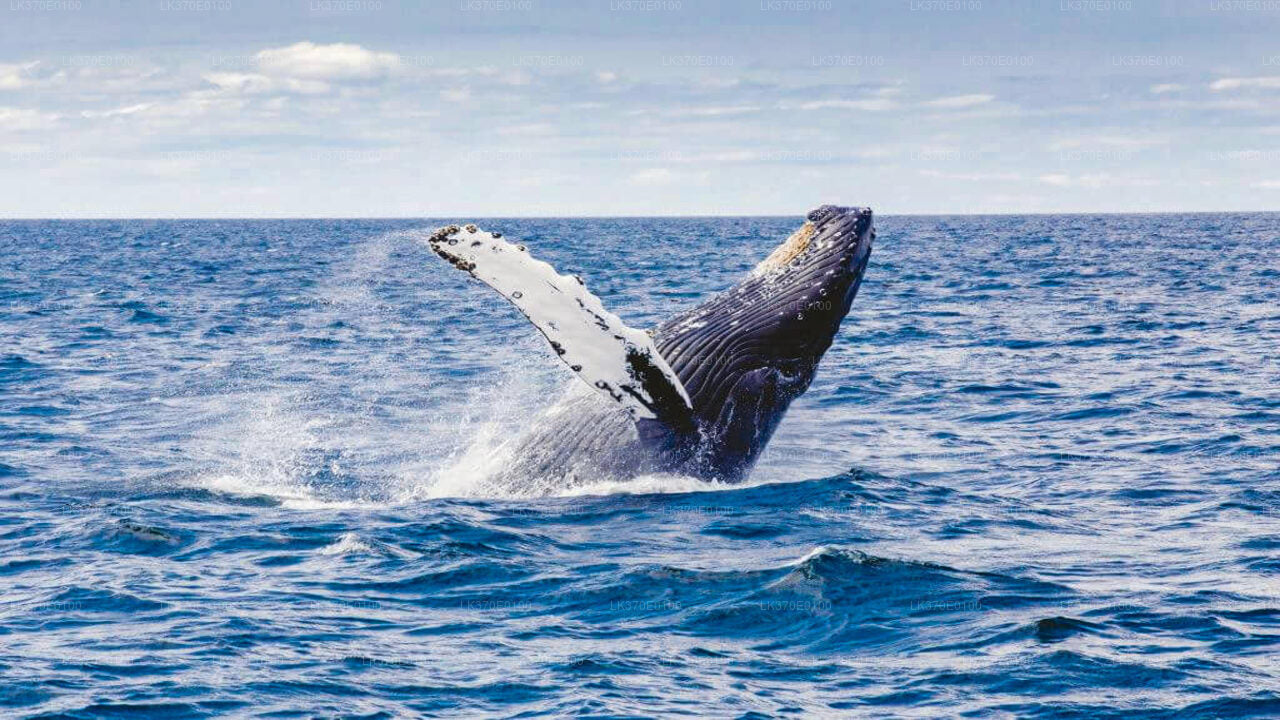 Whale Watching Boat Tour from Beruwala