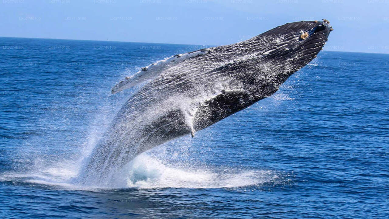 Whale Watching Boat Tour from Ambalangoda