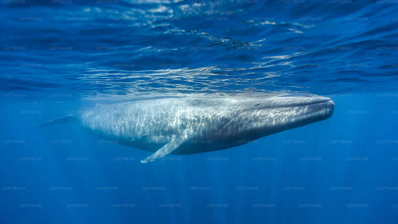 Whale Watching Boat Tour from Ambalangoda