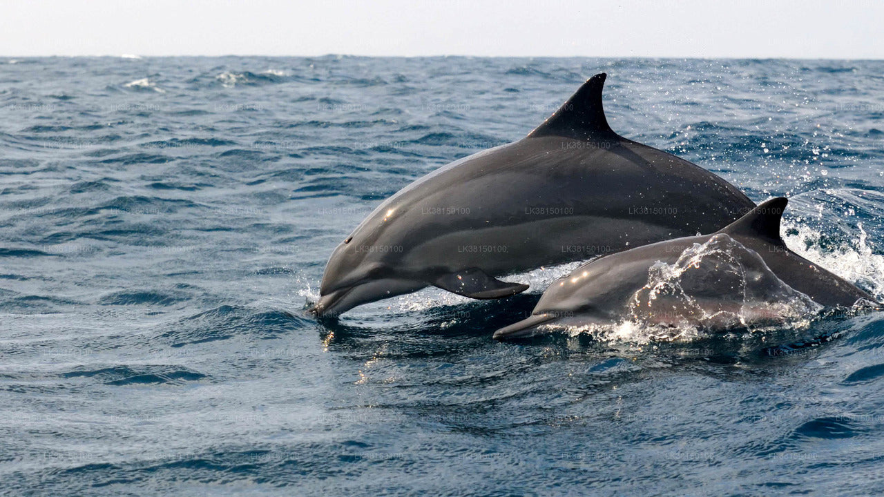 Dolphin Watching Boat Tour from Kalpitiya