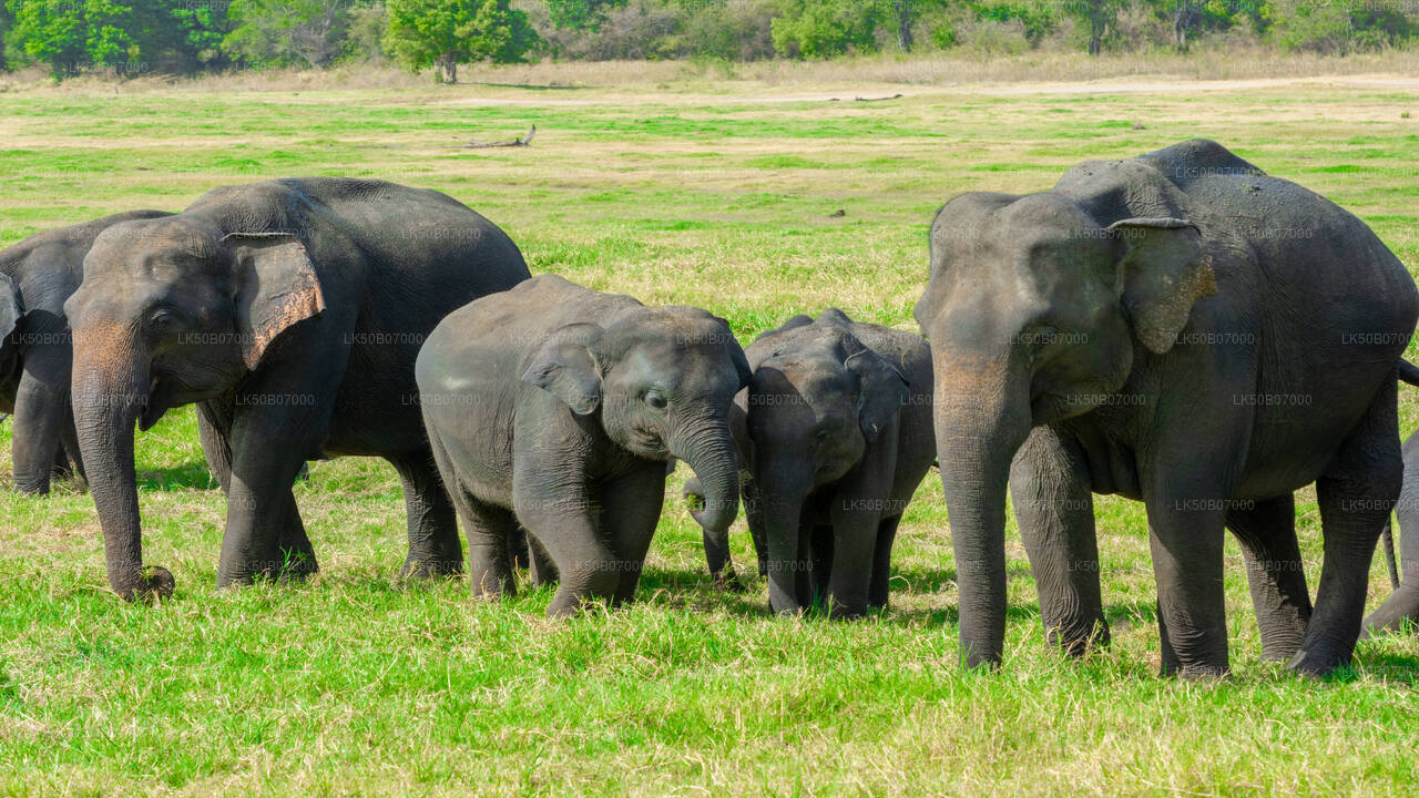 Minneriya National Park Safari From Polonnaruwa