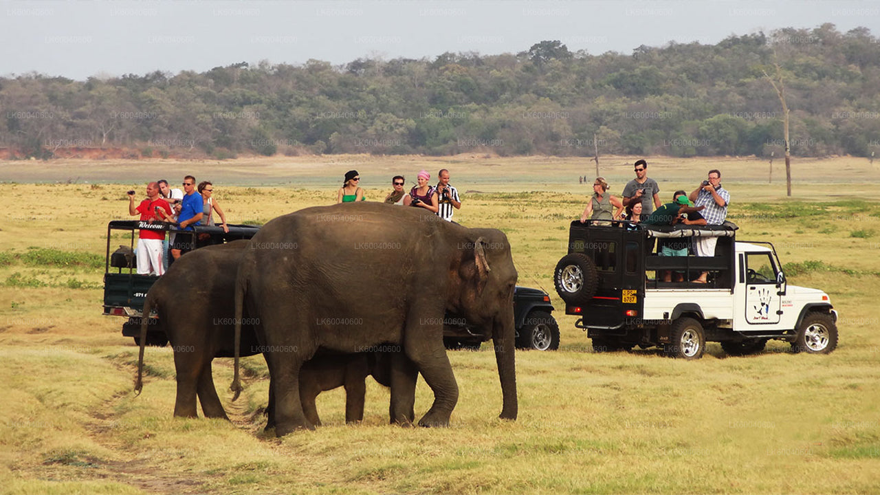 Udawalawe National Park Safari from Galle