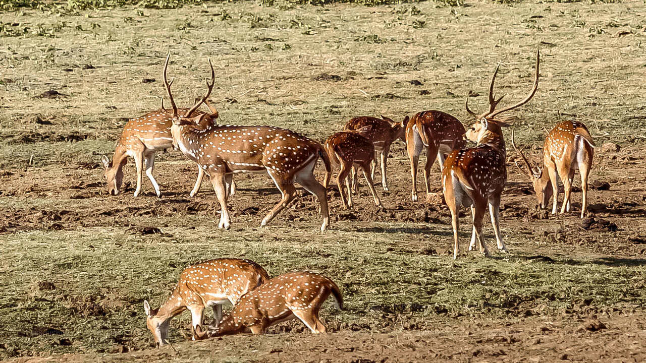 Udawalawe National Park Safari from Galle