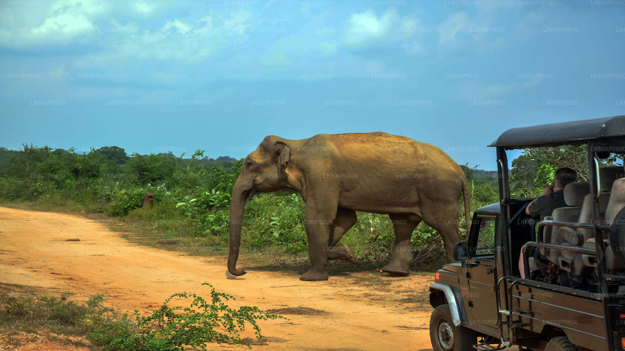 Udawalawe National Park Safari from Galle