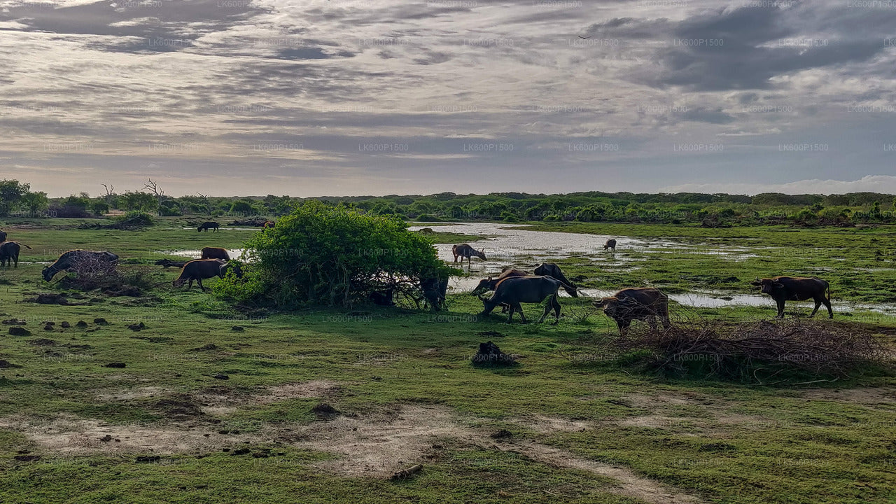 Bundala National Park Safari from Galle