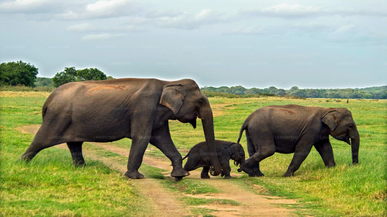 Polonnaruwa Ancient Kingdom and Wild Elephant Safari from Habarana