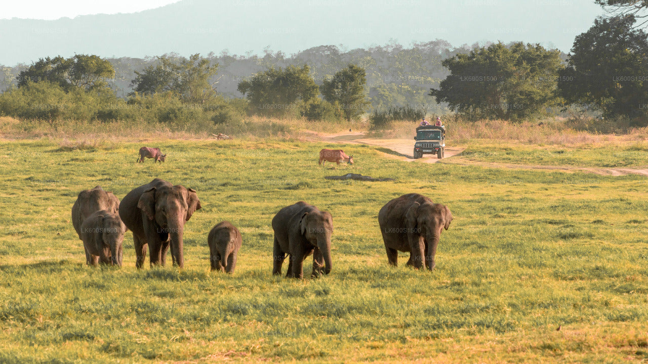 Polonnaruwa Ancient Kingdom and Wild Elephant Safari from Habarana