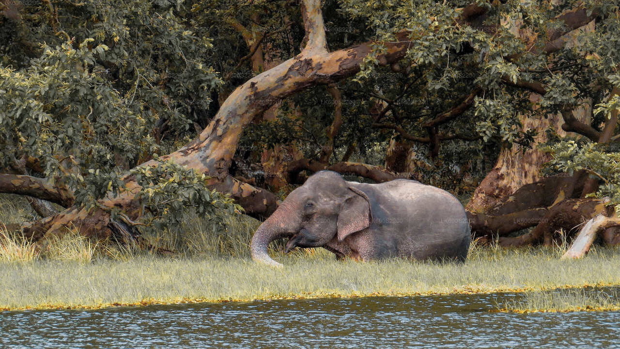 Wilpattu National Park Safari from Habarana