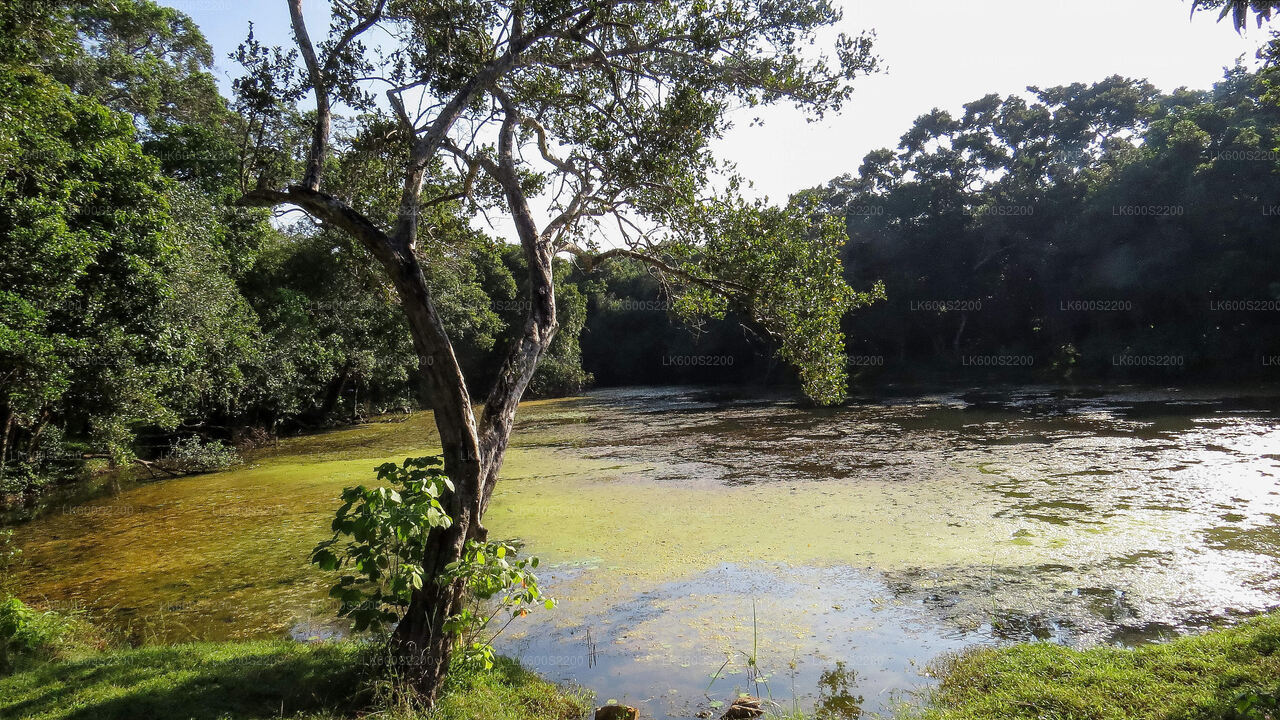 Wilpattu National Park Safari from Habarana