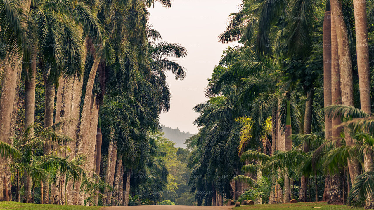 Kandy City Tour from Hikkaduwa