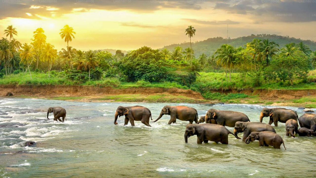 Pinnawala Elephant Orphanage from Kalutara