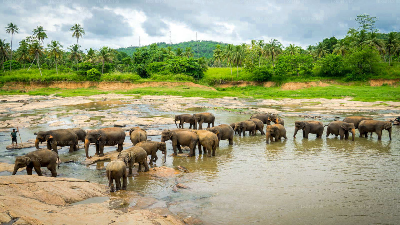 Pinnawala Elephant Orphanage from Kalutara