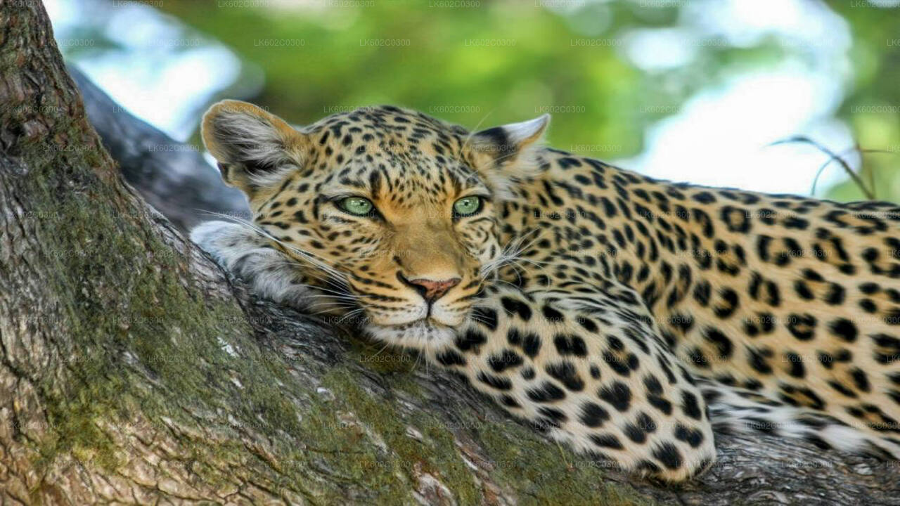 Yala National Park Safari from Weligama