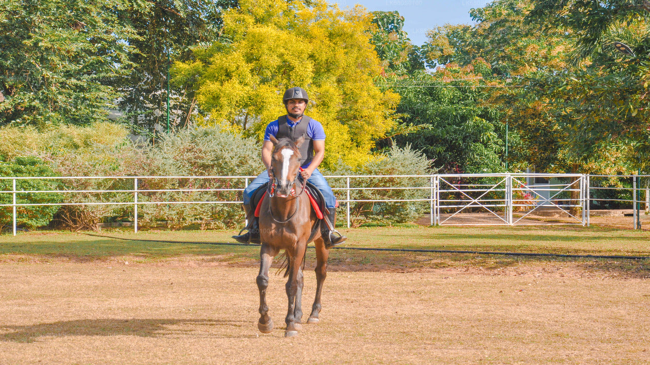 Horse Riding for Beginners from Habarana