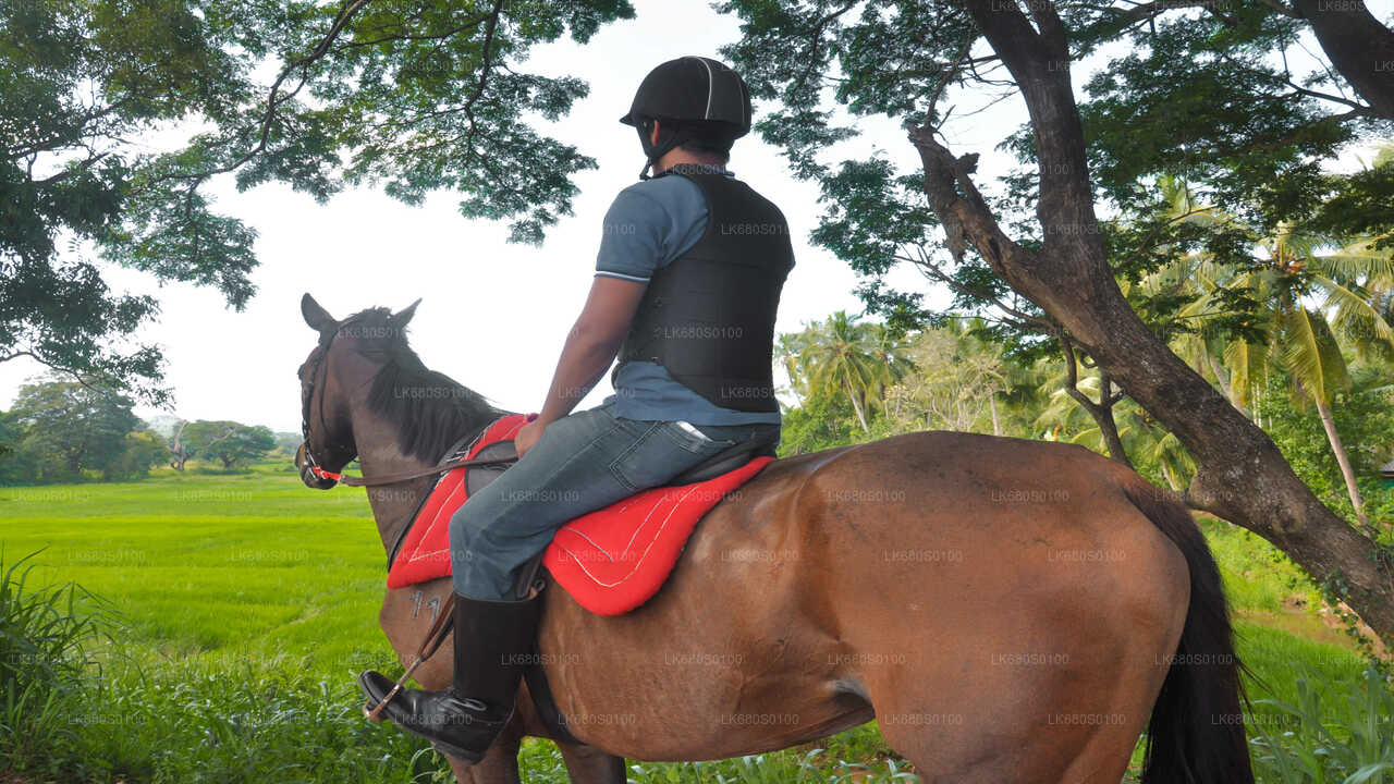 Horse Riding for Beginners from Habarana