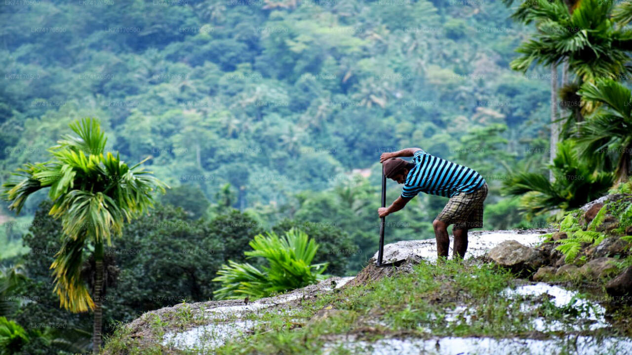 Trekking to Heeloya Village from Kandy