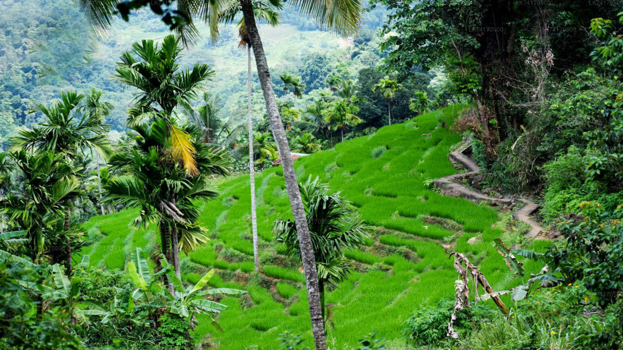 Trekking to Heeloya Village from Kandy