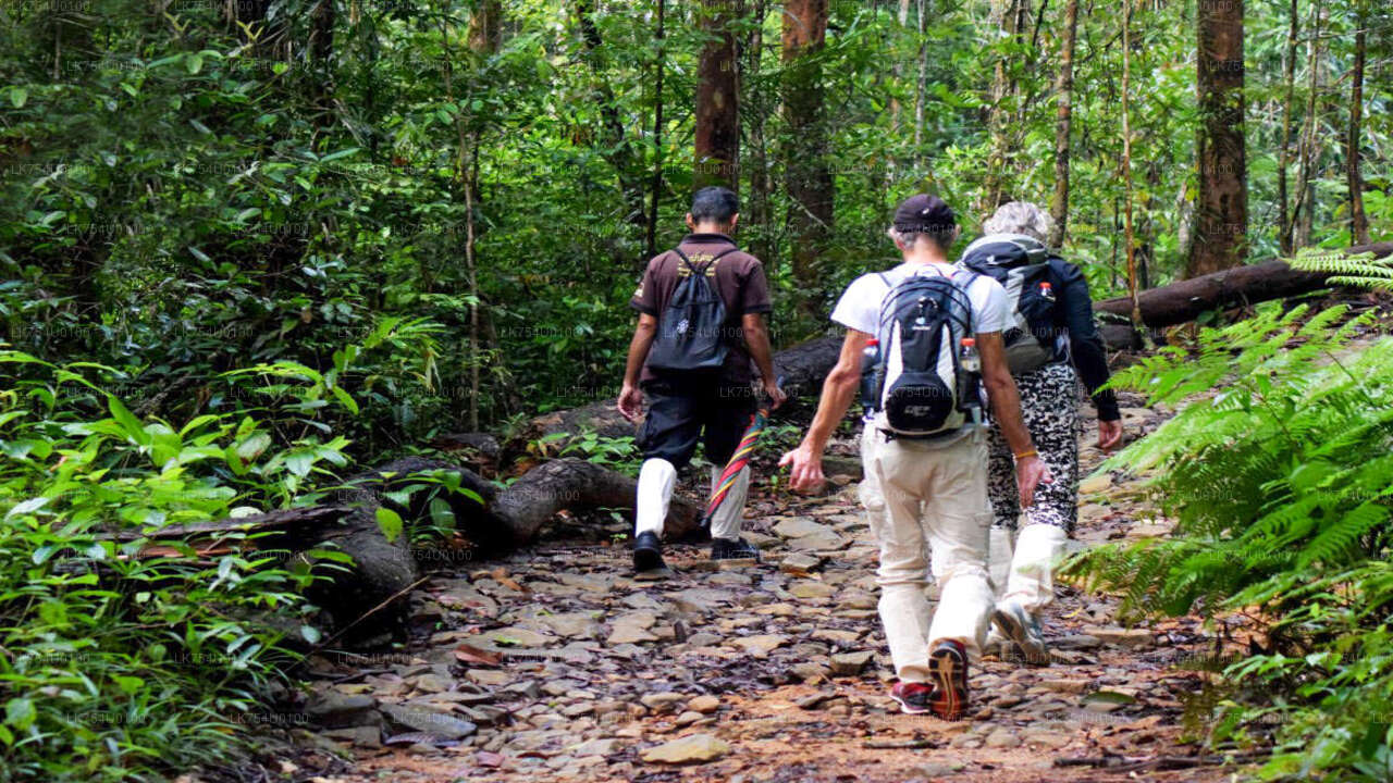 Birdwatching from Sinharaja Rainforest