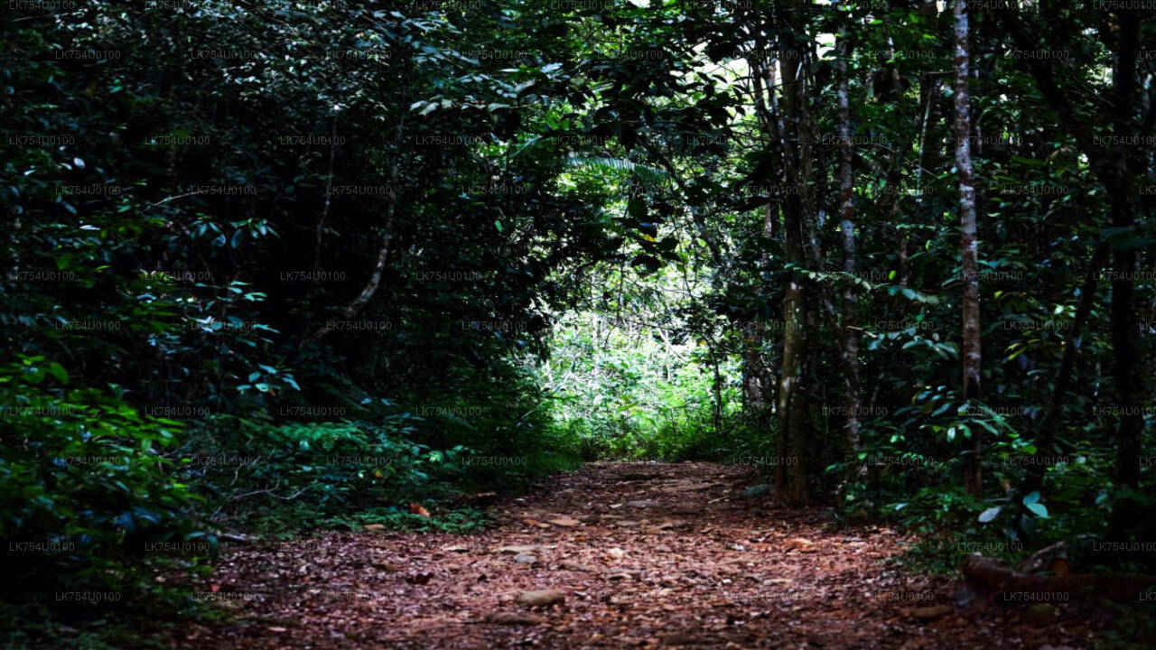 Birdwatching from Sinharaja Rainforest